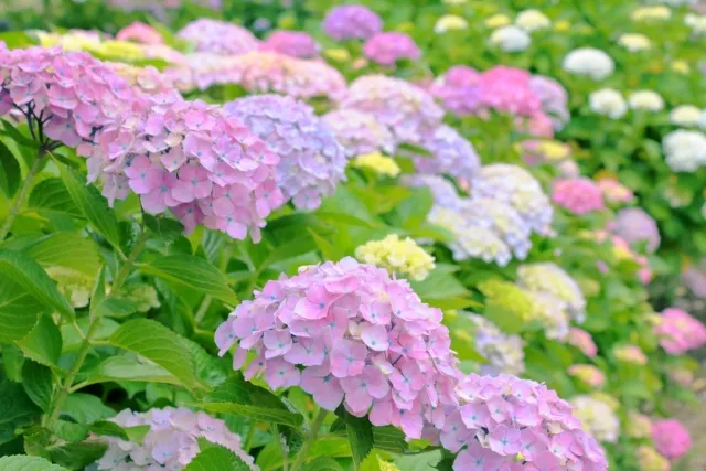 梅雨時期の痛み