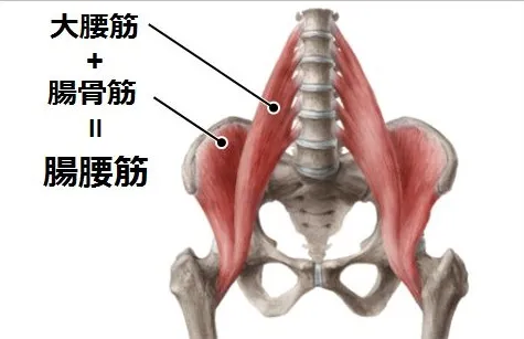 腸腰筋のこと知っていますか？